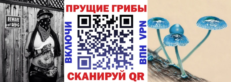 цена   Тобольск  Псилоцибиновые грибы Psilocybine cubensis 